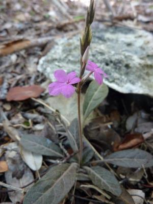 Stenandrium carolinae