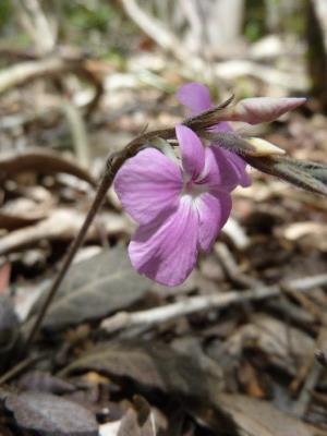 Stenandrium carolinae