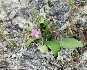 Stenandrium dulce