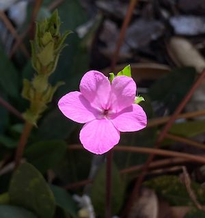 Stenandrium dulce