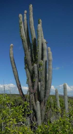 Stenocereus fimbriatus