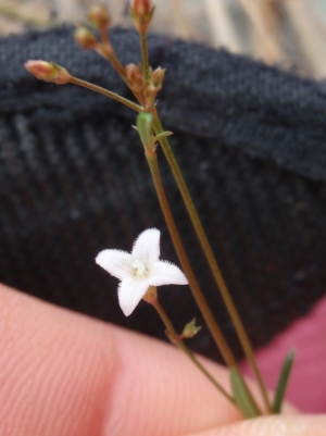 Stenaria nigricans