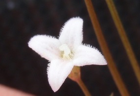 Stenaria nigricans