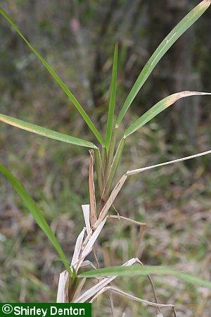 Stenotaphrum secundatum