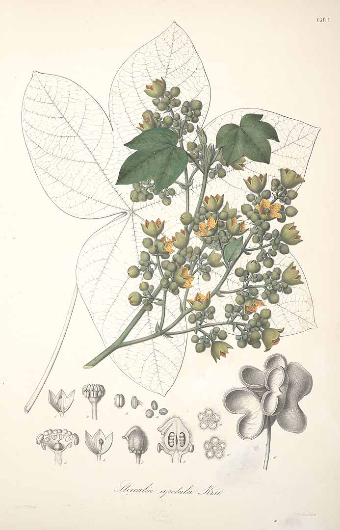 Sterculia apetala