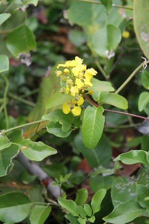 Stigmaphyllon emarginatum