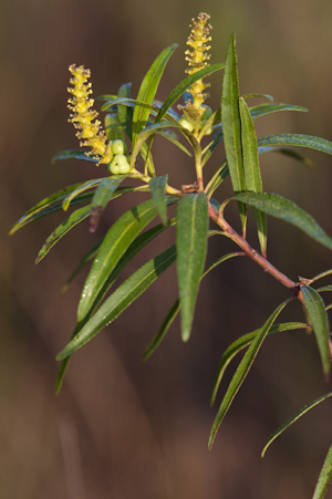 Stillingia aquatica