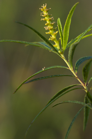 Stillingia aquatica