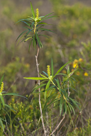 Stillingia aquatica