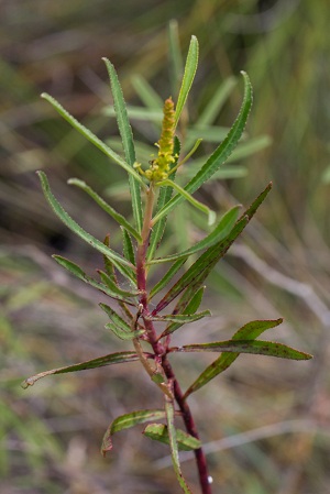 Stillingia sylvatica