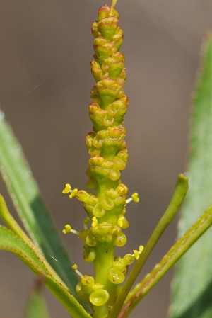 Stillingia sylvatica