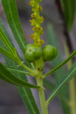 Stillingia sylvatica