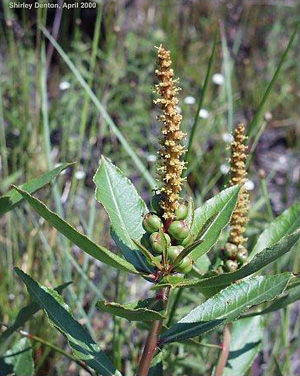 Stillingia sylvatica