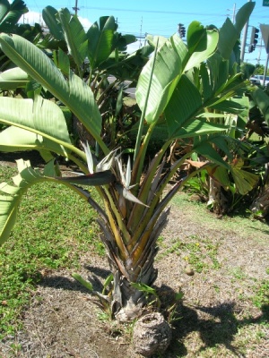 Strelitzia nicolai