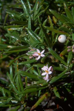 Strumpfia maritima