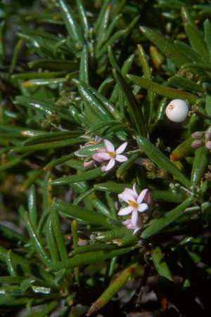 Strumpfia maritima