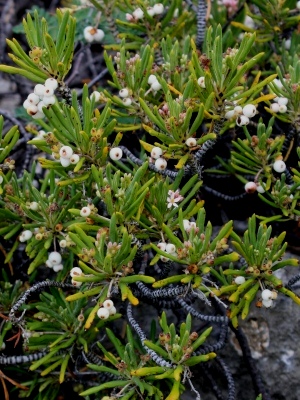 Strumpfia maritima