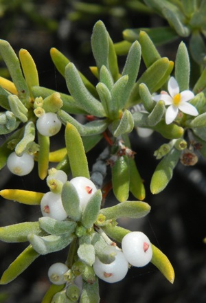 Strumpfia maritima