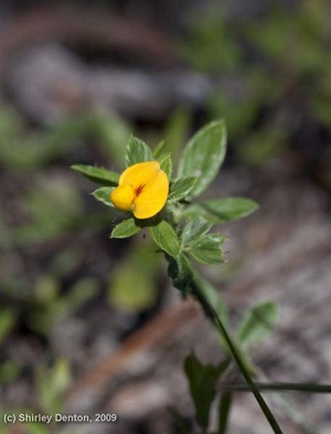 Stylosanthes biflora