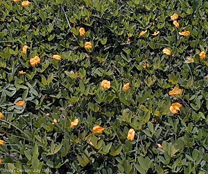 Stylosanthes biflora