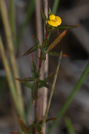 Stylosanthes calcicola