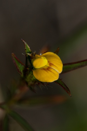 Stylosanthes calcicola