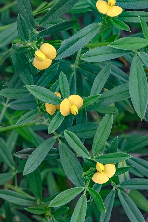 Stylosanthes hamata