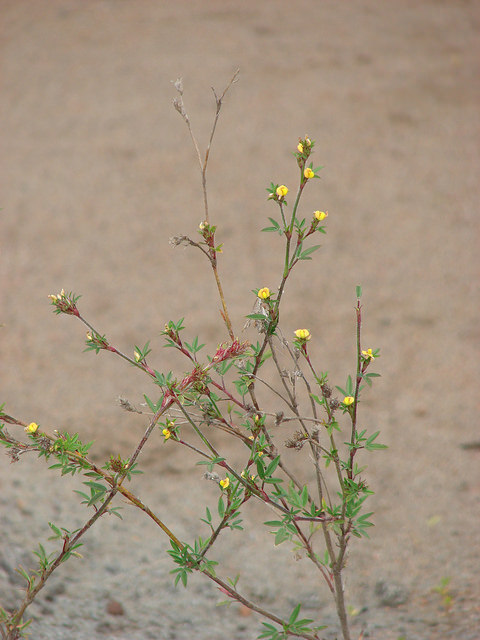 Stylosanthes scabra