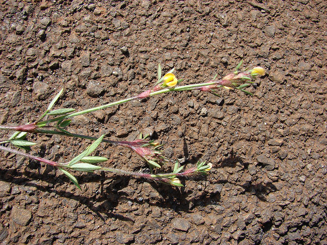 Stylosanthes scabra