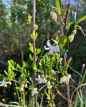 Styrax americanus