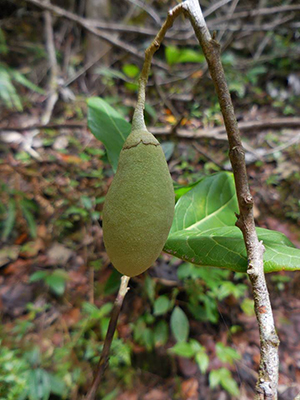 Styrax portoricensis