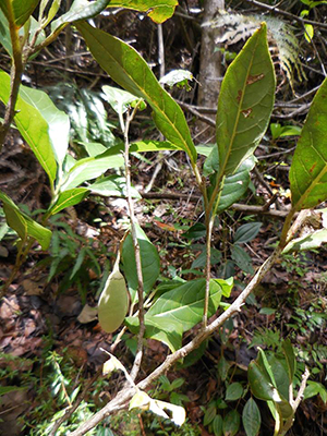 Styrax portoricensis