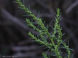 Suaeda linearis