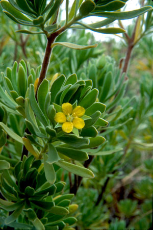 Suriana maritima