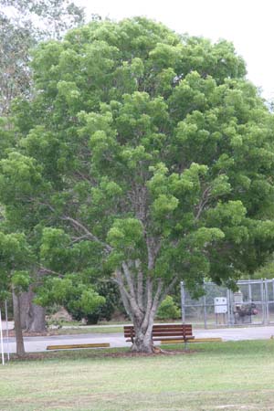 Swietenia mahagoni