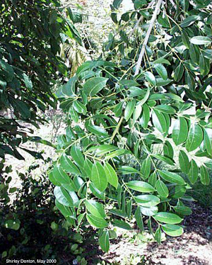 Swietenia mahagoni