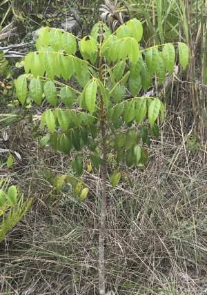 Swietenia mahagoni