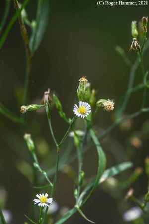 Symphyotrichum expansum