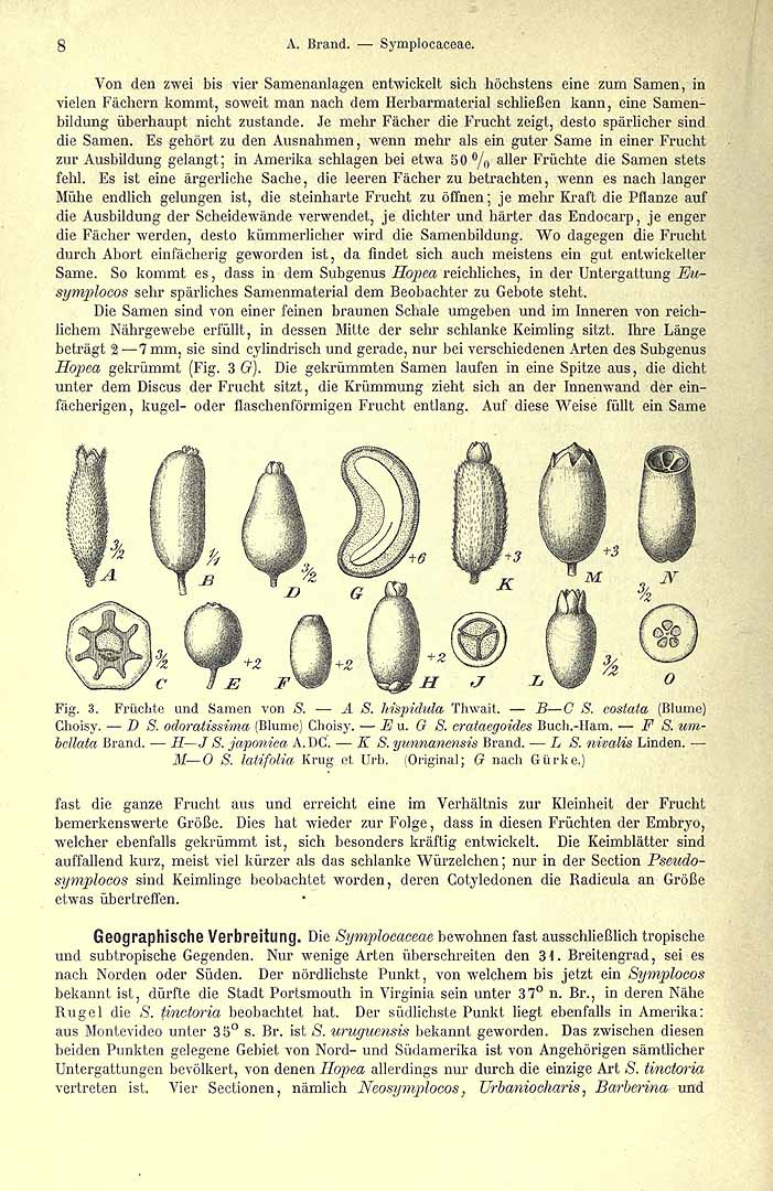 Symplocos latifolia