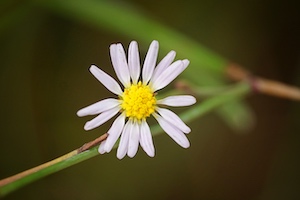 Symphyotrichum tenuifolium