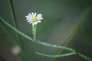 Symphyotrichum tenuifolium