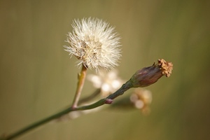 Symphyotrichum tenuifolium