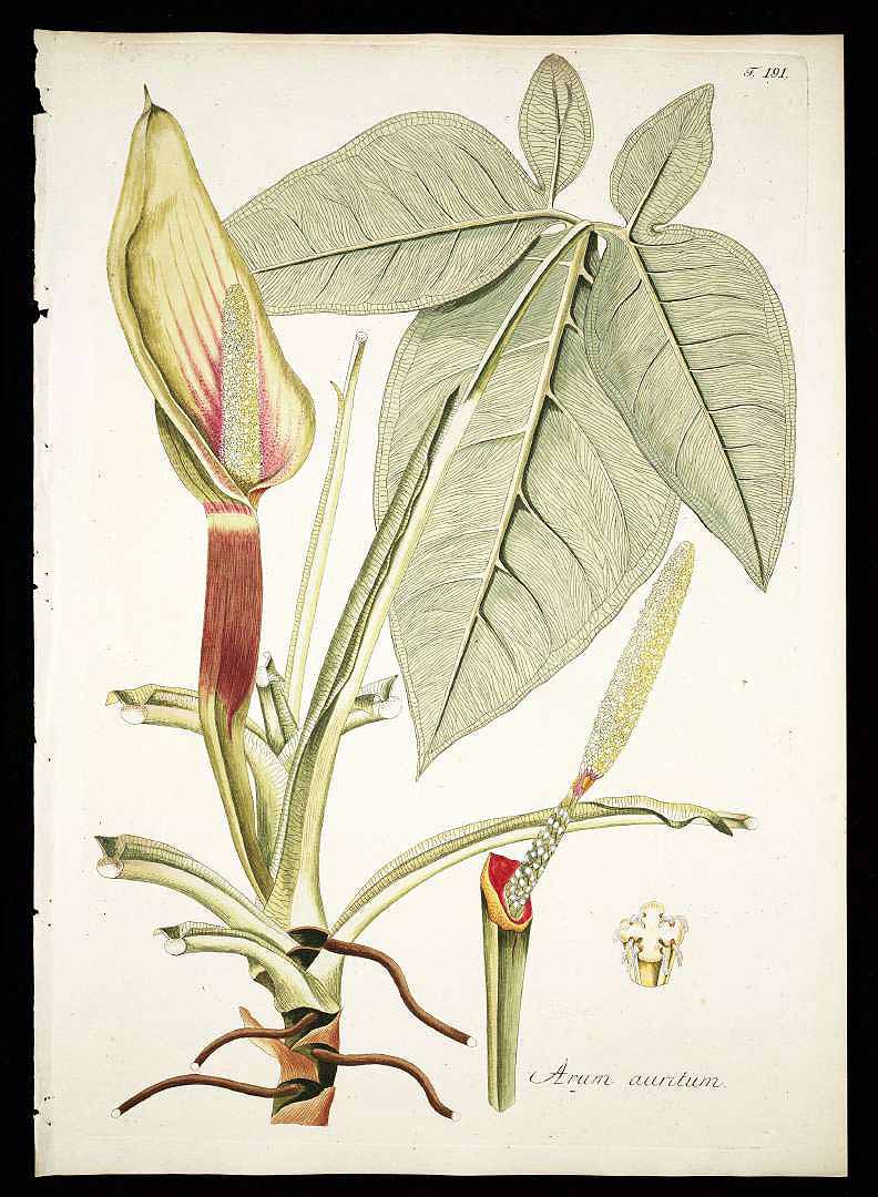 Syngonium auritum