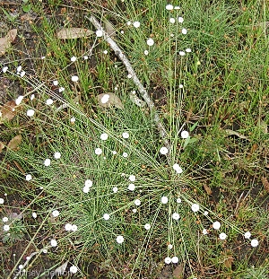 Syngonanthus flavidulus