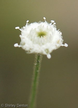 Syngonanthus flavidulus