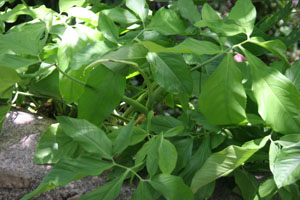 Syngonium podophyllum