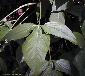 Syngonium podophyllum