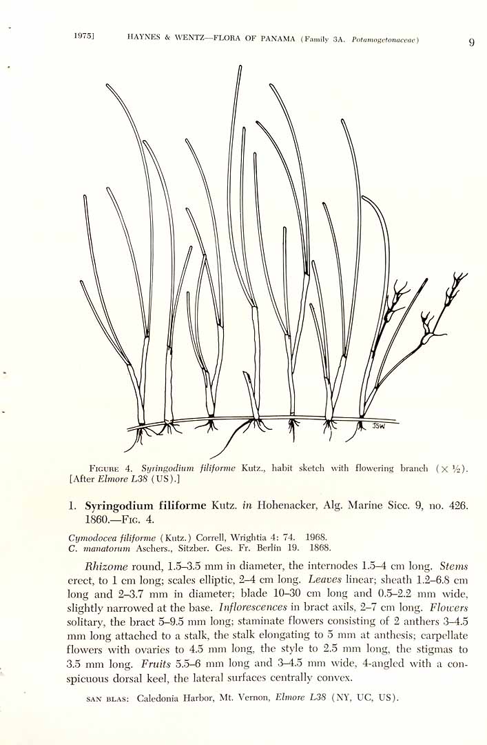 Syringodium filiforme