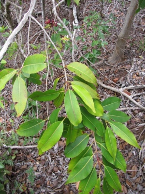 Syzygium cumini