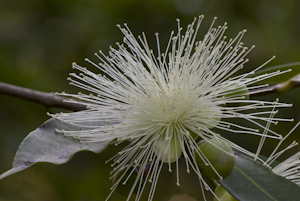 Syzygium jambos